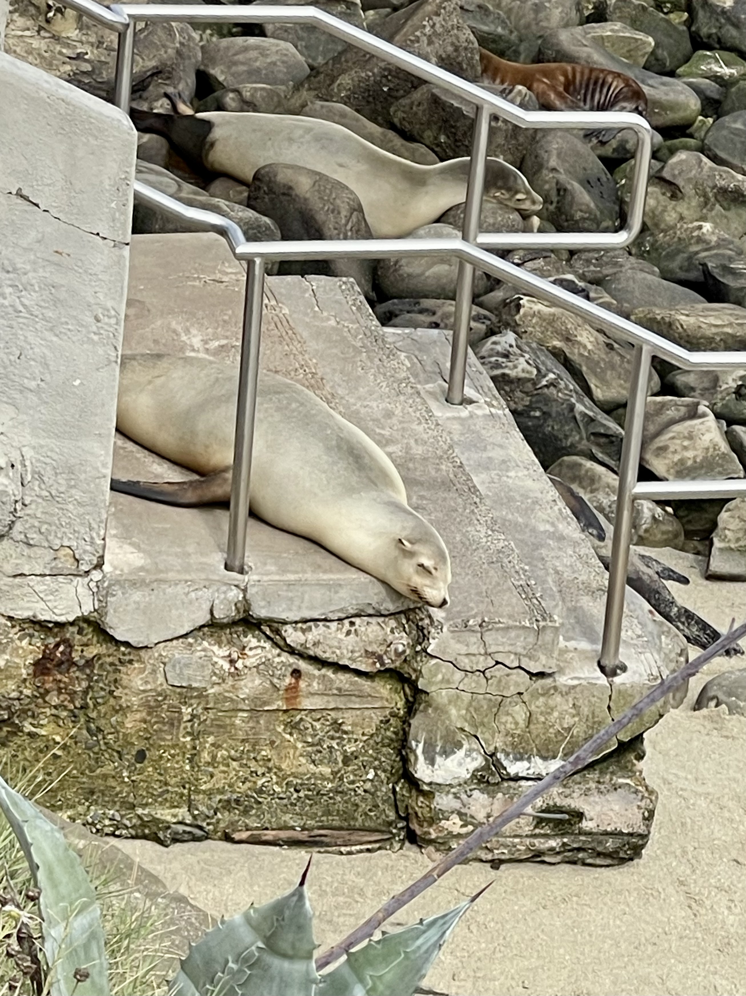 San Diego Photo 5506