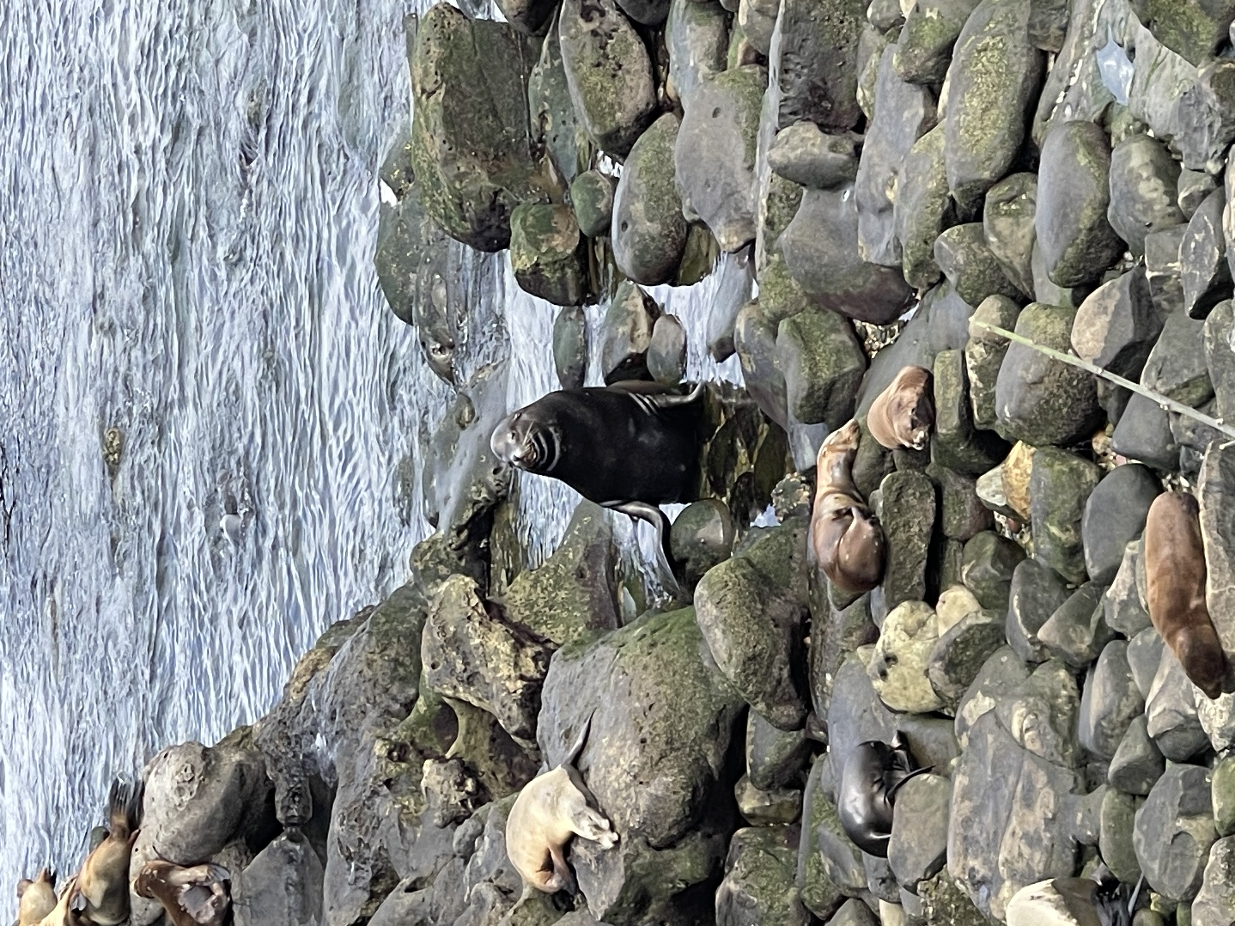 San Diego Photo 5510