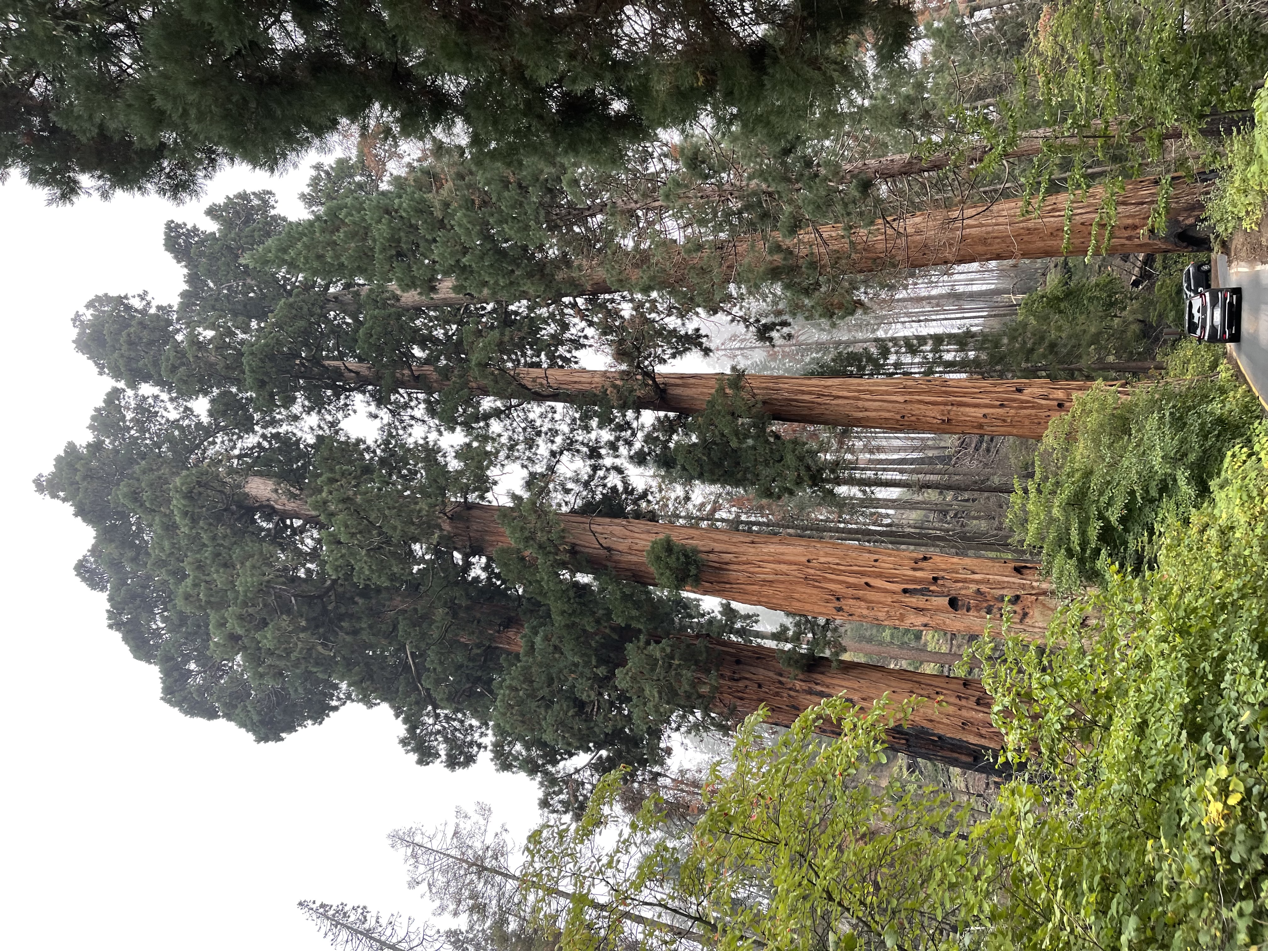 Sequoia
