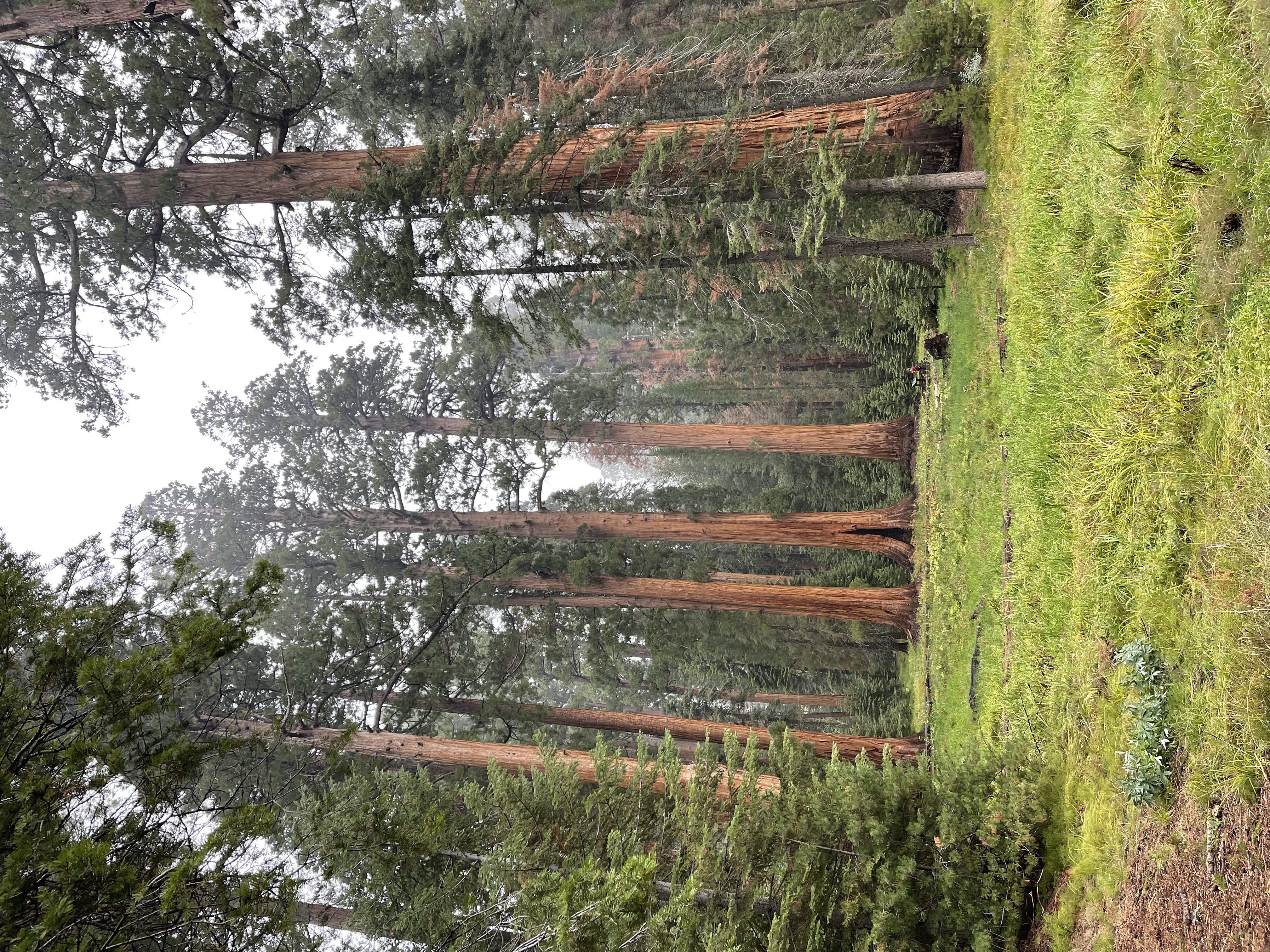 Sequoia Photo 5726