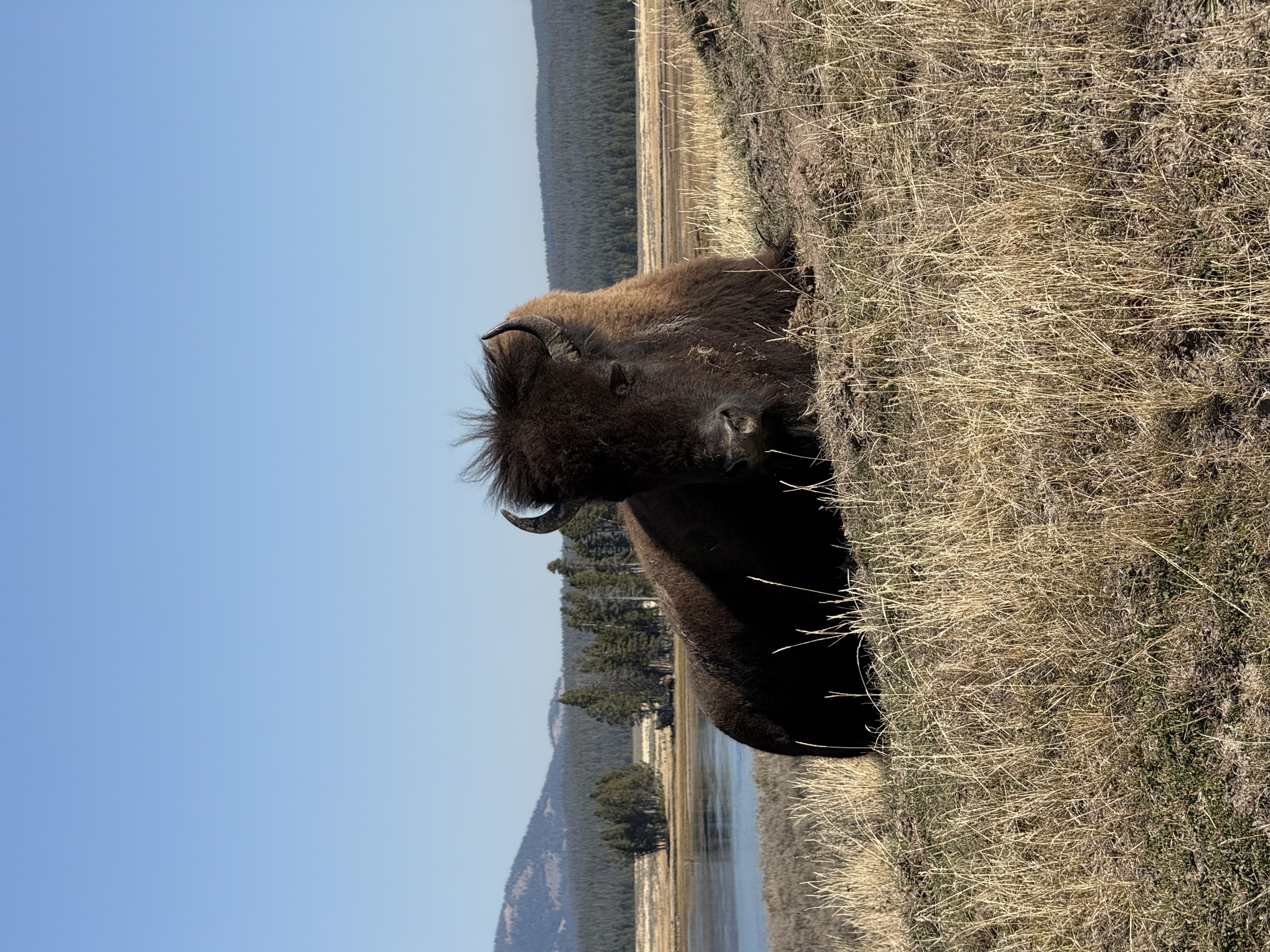 Yellowstone Photo 0269