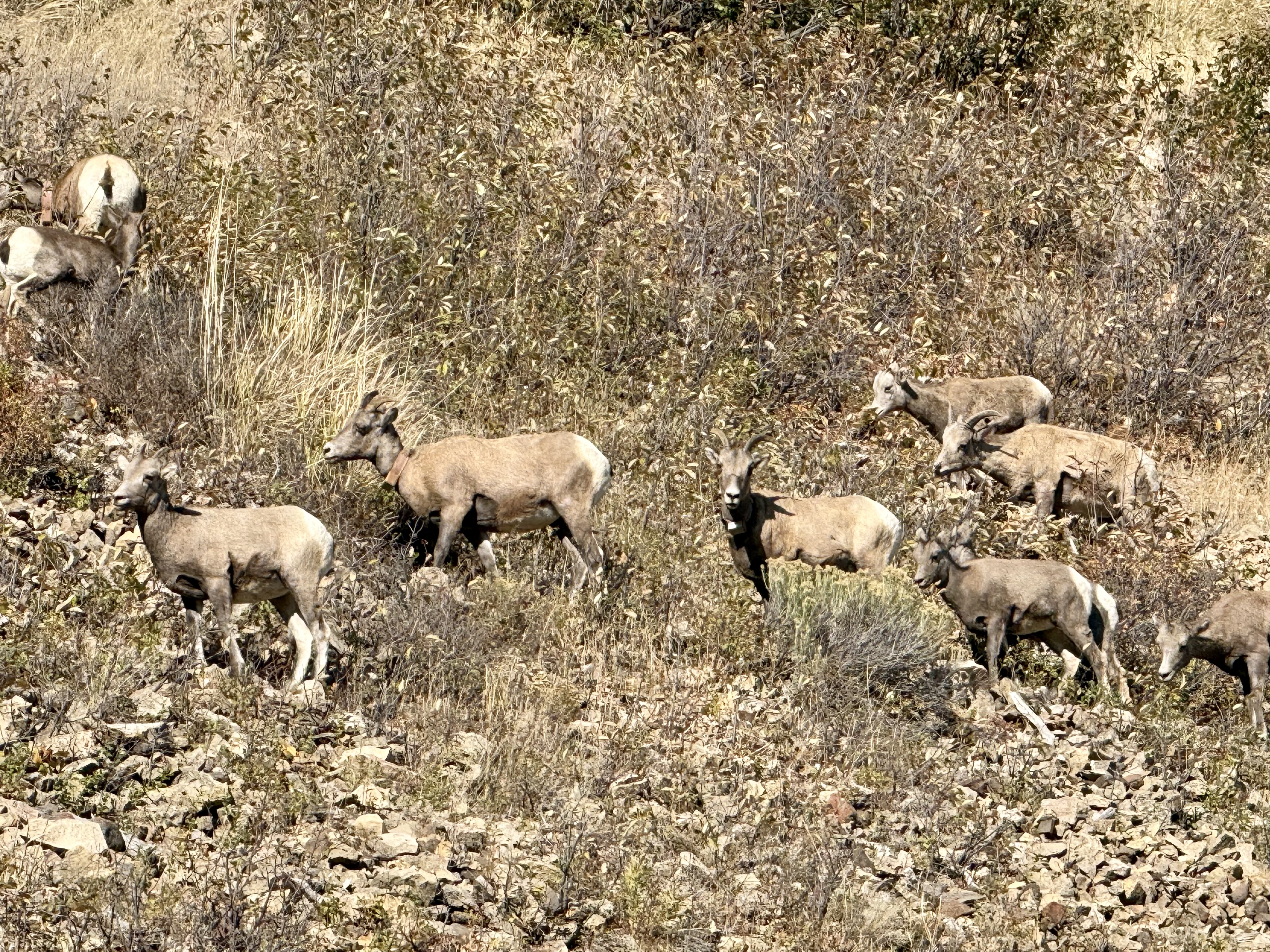 Yellowstone Photo 0319