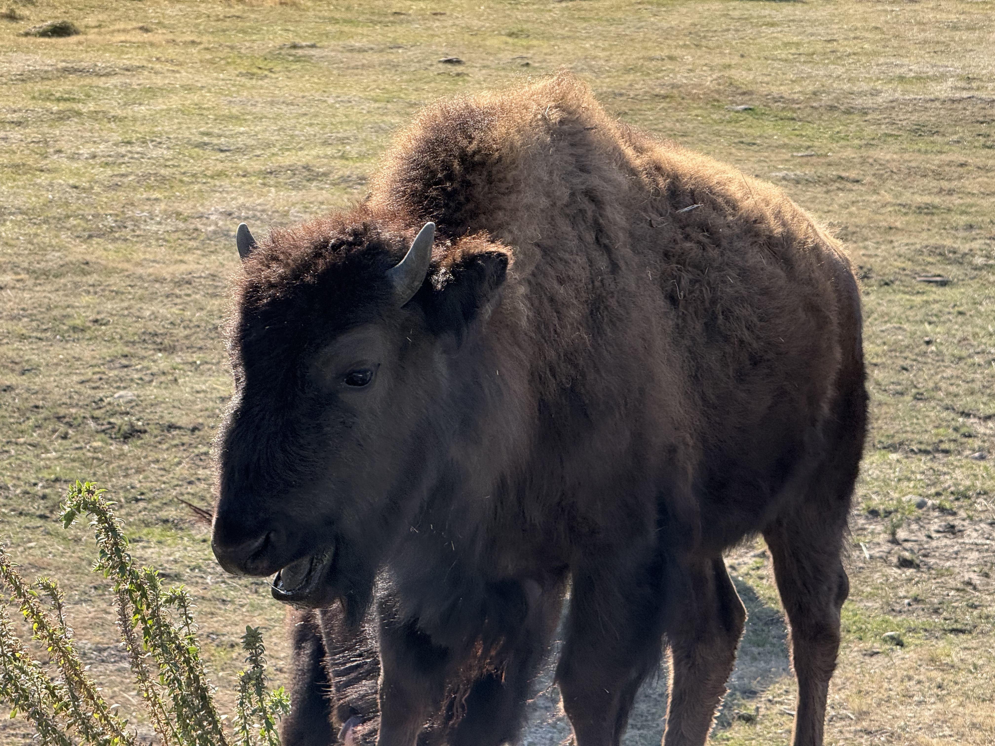 Yellowstone Photo 0332