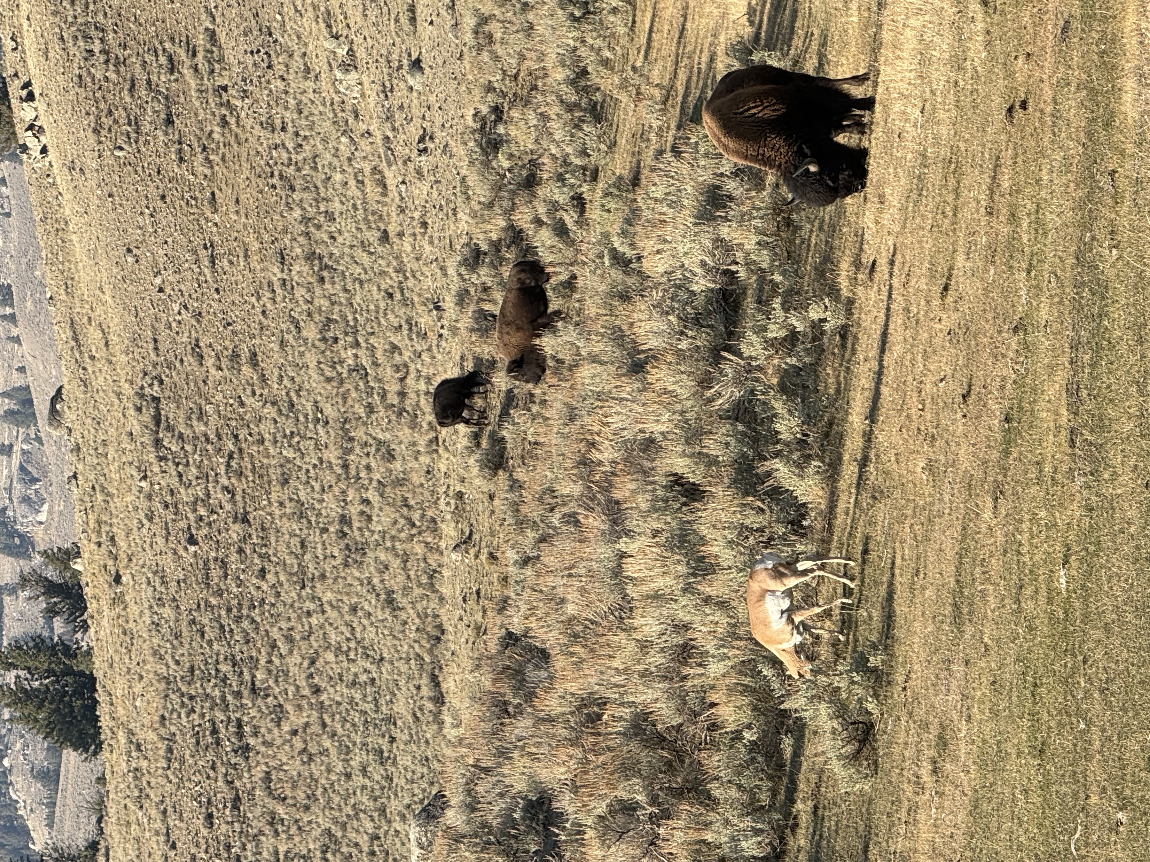 Yellowstone Photo 0350