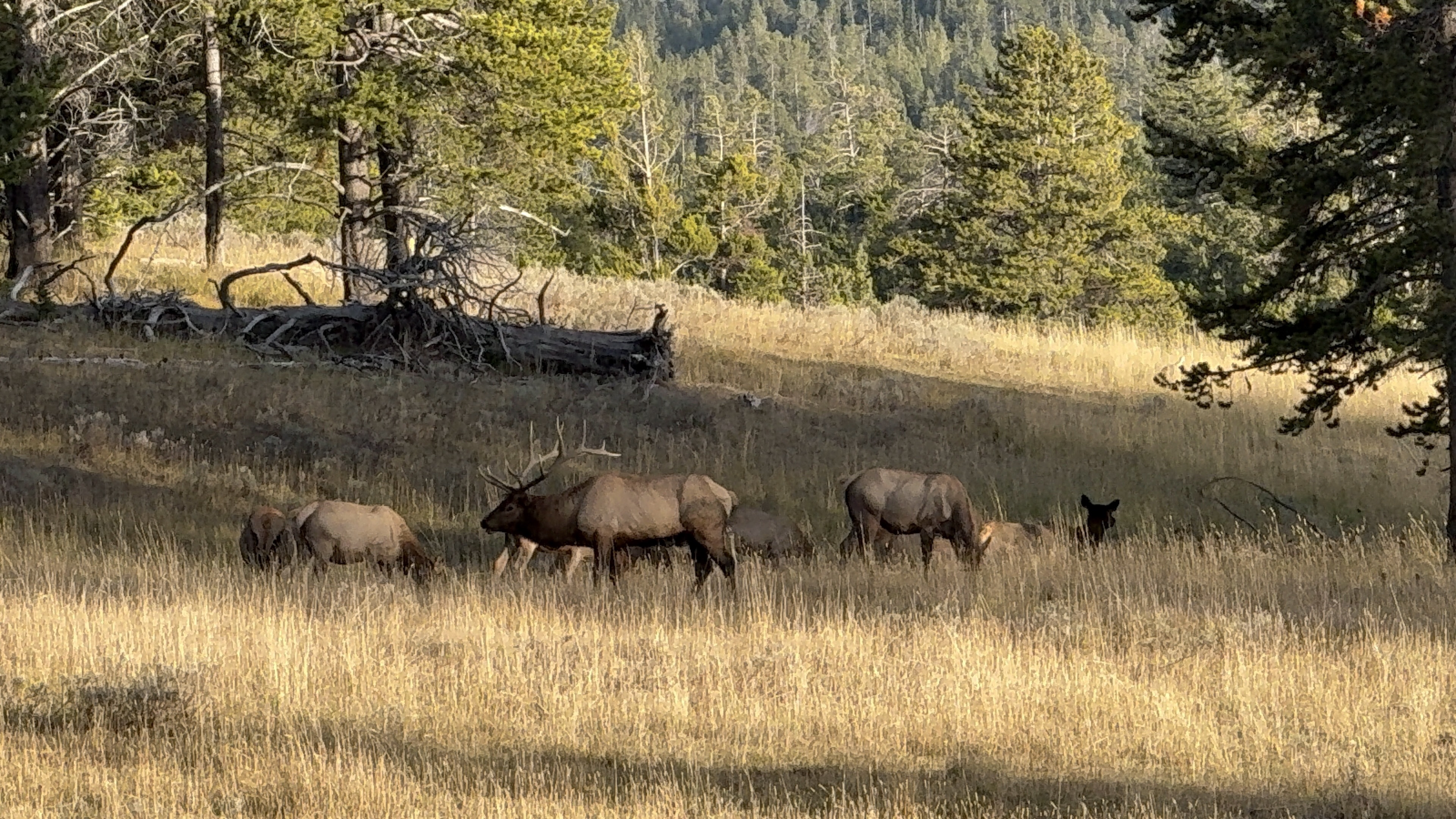 Yellowstone Photo 0382
