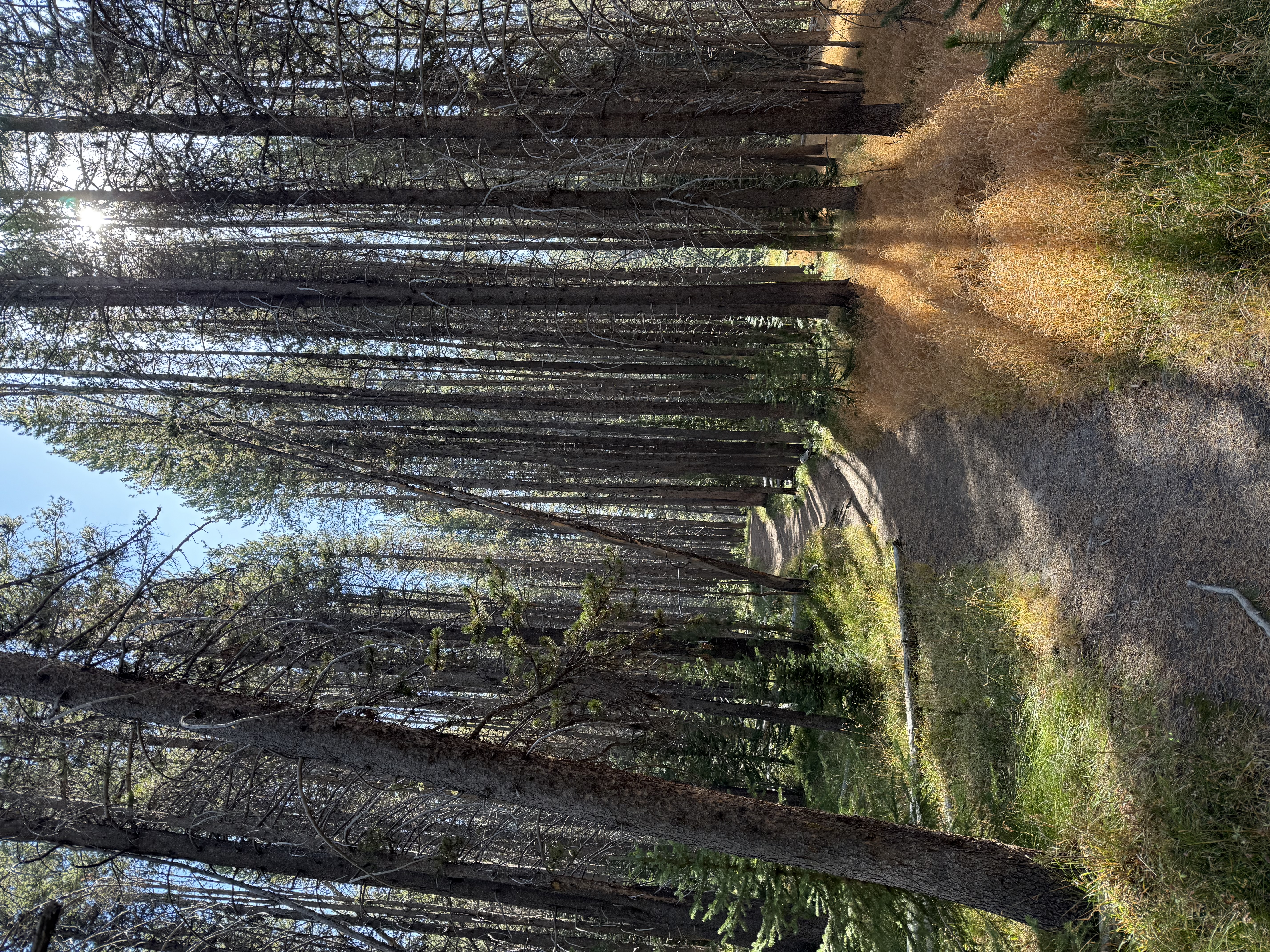 Yellowstone Photo 0462