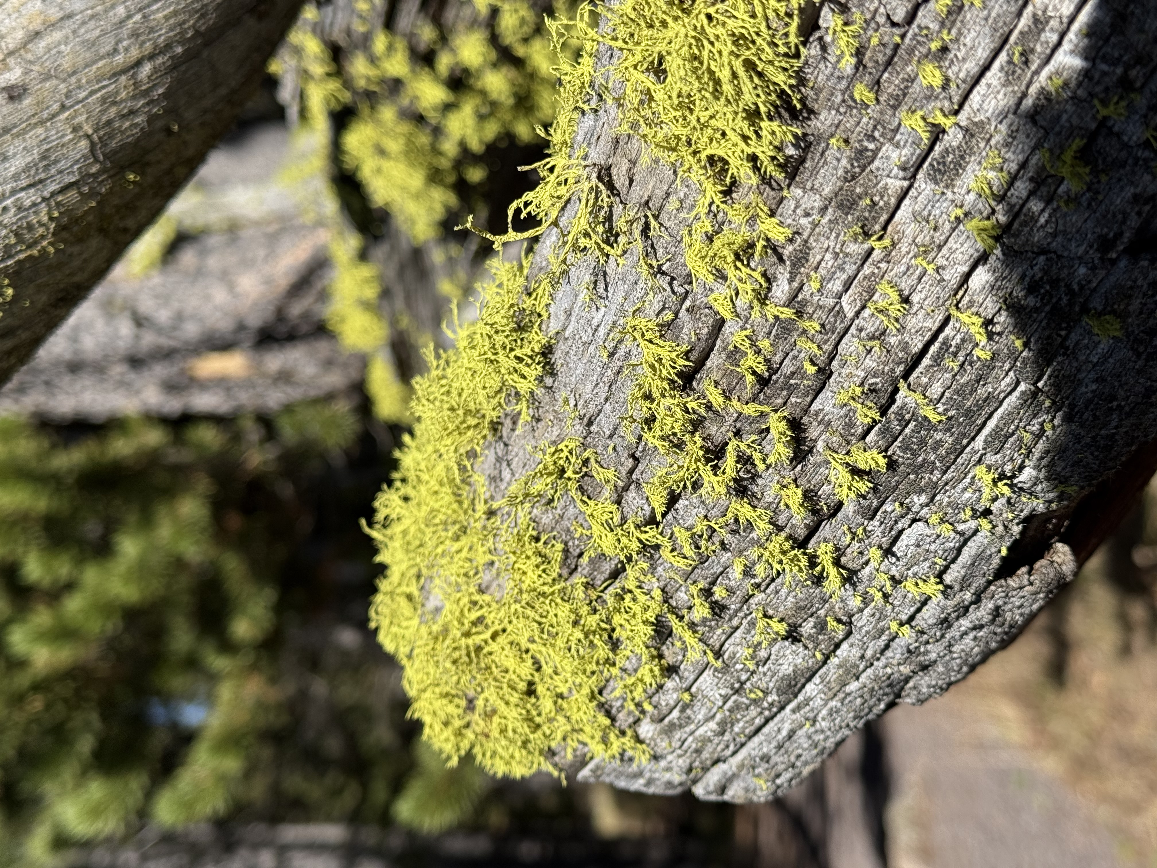 Yellowstone Photo 0469